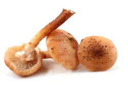 stock-photo-three-honey-agaric-mushrooms-359217722 (1)